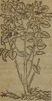 An illustration from A nievve herball, or Historie of plantes : wherein is contayned the whole discourse and perfect description of all sortes of herbes and plantes : their divers & sundry kindes ... and that not onely of those whiche are here growyng in this our countrie of Englande, but of all others also of forrayne realmes commonly used in physicke ; first set foorth in the Doutche or Almaigne tongue (1578)