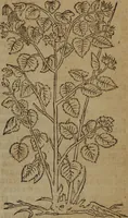 An illustration from A nievve herball, or Historie of plantes : wherein is contayned the whole discourse and perfect description of all sortes of herbes and plantes : their divers & sundry kindes ... and that not onely of those whiche are here growyng in this our countrie of Englande, but of all others also of forrayne realmes commonly used in physicke ; first set foorth in the Doutche or Almaigne tongue (1578)