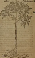 An illustration from A nievve herball, or Historie of plantes : wherein is contayned the whole discourse and perfect description of all sortes of herbes and plantes : their divers & sundry kindes ... and that not onely of those whiche are here growyng in this our countrie of Englande, but of all others also of forrayne realmes commonly used in physicke ; first set foorth in the Doutche or Almaigne tongue (1578)