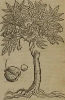 An illustration from A nievve herball, or Historie of plantes : wherein is contayned the whole discourse and perfect description of all sortes of herbes and plantes : their divers & sundry kindes ... and that not onely of those whiche are here growyng in this our countrie of Englande, but of all others also of forrayne realmes commonly used in physicke ; first set foorth in the Doutche or Almaigne tongue (1578)