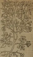 An illustration from A nievve herball, or Historie of plantes : wherein is contayned the whole discourse and perfect description of all sortes of herbes and plantes : their divers & sundry kindes ... and that not onely of those whiche are here growyng in this our countrie of Englande, but of all others also of forrayne realmes commonly used in physicke ; first set foorth in the Doutche or Almaigne tongue (1578)