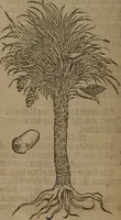 An illustration from A nievve herball, or Historie of plantes : wherein is contayned the whole discourse and perfect description of all sortes of herbes and plantes : their divers & sundry kindes ... and that not onely of those whiche are here growyng in this our countrie of Englande, but of all others also of forrayne realmes commonly used in physicke ; first set foorth in the Doutche or Almaigne tongue (1578)