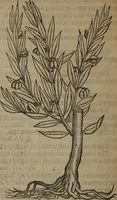 An illustration from A nievve herball, or Historie of plantes : wherein is contayned the whole discourse and perfect description of all sortes of herbes and plantes : their divers & sundry kindes ... and that not onely of those whiche are here growyng in this our countrie of Englande, but of all others also of forrayne realmes commonly used in physicke ; first set foorth in the Doutche or Almaigne tongue (1578)