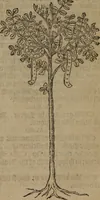An illustration from A nievve herball, or Historie of plantes : wherein is contayned the whole discourse and perfect description of all sortes of herbes and plantes : their divers & sundry kindes ... and that not onely of those whiche are here growyng in this our countrie of Englande, but of all others also of forrayne realmes commonly used in physicke ; first set foorth in the Doutche or Almaigne tongue (1578)