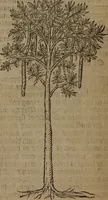 An illustration from A nievve herball, or Historie of plantes : wherein is contayned the whole discourse and perfect description of all sortes of herbes and plantes : their divers & sundry kindes ... and that not onely of those whiche are here growyng in this our countrie of Englande, but of all others also of forrayne realmes commonly used in physicke ; first set foorth in the Doutche or Almaigne tongue (1578)