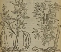 An illustration from A nievve herball, or Historie of plantes : wherein is contayned the whole discourse and perfect description of all sortes of herbes and plantes : their divers & sundry kindes ... and that not onely of those whiche are here growyng in this our countrie of Englande, but of all others also of forrayne realmes commonly used in physicke ; first set foorth in the Doutche or Almaigne tongue (1578)