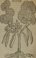 An illustration from A nievve herball, or Historie of plantes : wherein is contayned the whole discourse and perfect description of all sortes of herbes and plantes : their divers & sundry kindes ... and that not onely of those whiche are here growyng in this our countrie of Englande, but of all others also of forrayne realmes commonly used in physicke ; first set foorth in the Doutche or Almaigne tongue (1578)