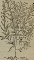 An illustration from A nievve herball, or Historie of plantes : wherein is contayned the whole discourse and perfect description of all sortes of herbes and plantes : their divers & sundry kindes ... and that not onely of those whiche are here growyng in this our countrie of Englande, but of all others also of forrayne realmes commonly used in physicke ; first set foorth in the Doutche or Almaigne tongue (1578)