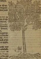 An illustration from A nievve herball, or Historie of plantes : wherein is contayned the whole discourse and perfect description of all sortes of herbes and plantes : their divers & sundry kindes ... and that not onely of those whiche are here growyng in this our countrie of Englande, but of all others also of forrayne realmes commonly used in physicke ; first set foorth in the Doutche or Almaigne tongue (1578)