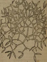 An illustration from A nievve herball, or Historie of plantes : wherein is contayned the whole discourse and perfect description of all sortes of herbes and plantes : their divers & sundry kindes ... and that not onely of those whiche are here growyng in this our countrie of Englande, but of all others also of forrayne realmes commonly used in physicke ; first set foorth in the Doutche or Almaigne tongue (1578)