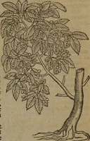 An illustration from A nievve herball, or Historie of plantes : wherein is contayned the whole discourse and perfect description of all sortes of herbes and plantes : their divers & sundry kindes ... and that not onely of those whiche are here growyng in this our countrie of Englande, but of all others also of forrayne realmes commonly used in physicke ; first set foorth in the Doutche or Almaigne tongue (1578)