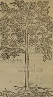 An illustration from A nievve herball, or Historie of plantes : wherein is contayned the whole discourse and perfect description of all sortes of herbes and plantes : their divers & sundry kindes ... and that not onely of those whiche are here growyng in this our countrie of Englande, but of all others also of forrayne realmes commonly used in physicke ; first set foorth in the Doutche or Almaigne tongue (1578)