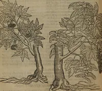 An illustration from A nievve herball, or Historie of plantes : wherein is contayned the whole discourse and perfect description of all sortes of herbes and plantes : their divers & sundry kindes ... and that not onely of those whiche are here growyng in this our countrie of Englande, but of all others also of forrayne realmes commonly used in physicke ; first set foorth in the Doutche or Almaigne tongue (1578)