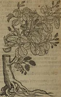 An illustration from A nievve herball, or Historie of plantes : wherein is contayned the whole discourse and perfect description of all sortes of herbes and plantes : their divers & sundry kindes ... and that not onely of those whiche are here growyng in this our countrie of Englande, but of all others also of forrayne realmes commonly used in physicke ; first set foorth in the Doutche or Almaigne tongue (1578)
