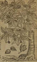 An illustration from A nievve herball, or Historie of plantes : wherein is contayned the whole discourse and perfect description of all sortes of herbes and plantes : their divers & sundry kindes ... and that not onely of those whiche are here growyng in this our countrie of Englande, but of all others also of forrayne realmes commonly used in physicke ; first set foorth in the Doutche or Almaigne tongue (1578)