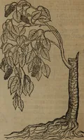 An illustration from A nievve herball, or Historie of plantes : wherein is contayned the whole discourse and perfect description of all sortes of herbes and plantes : their divers & sundry kindes ... and that not onely of those whiche are here growyng in this our countrie of Englande, but of all others also of forrayne realmes commonly used in physicke ; first set foorth in the Doutche or Almaigne tongue (1578)