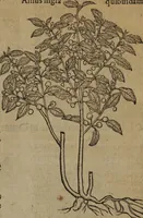 An illustration from A nievve herball, or Historie of plantes : wherein is contayned the whole discourse and perfect description of all sortes of herbes and plantes : their divers & sundry kindes ... and that not onely of those whiche are here growyng in this our countrie of Englande, but of all others also of forrayne realmes commonly used in physicke ; first set foorth in the Doutche or Almaigne tongue (1578)
