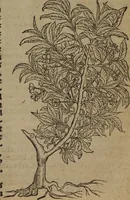 An illustration from A nievve herball, or Historie of plantes : wherein is contayned the whole discourse and perfect description of all sortes of herbes and plantes : their divers & sundry kindes ... and that not onely of those whiche are here growyng in this our countrie of Englande, but of all others also of forrayne realmes commonly used in physicke ; first set foorth in the Doutche or Almaigne tongue (1578)