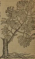 An illustration from A nievve herball, or Historie of plantes : wherein is contayned the whole discourse and perfect description of all sortes of herbes and plantes : their divers & sundry kindes ... and that not onely of those whiche are here growyng in this our countrie of Englande, but of all others also of forrayne realmes commonly used in physicke ; first set foorth in the Doutche or Almaigne tongue (1578)