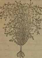 Picture 63 of 801 from A nievve herball, or Historie of plantes : wherein is contayned the whole discourse and perfect description of all sortes of herbes and plantes : their divers & sundry kindes ... and that not onely of those whiche are here growyng in this our countrie of Englande, but of all others also of forrayne realmes commonly used in physicke ; first set foorth in the Doutche or Almaigne tongue (1578), leaf 79