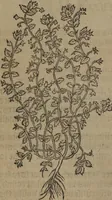 Picture 64 of 801 from A nievve herball, or Historie of plantes : wherein is contayned the whole discourse and perfect description of all sortes of herbes and plantes : their divers & sundry kindes ... and that not onely of those whiche are here growyng in this our countrie of Englande, but of all others also of forrayne realmes commonly used in physicke ; first set foorth in the Doutche or Almaigne tongue (1578), leaf 79