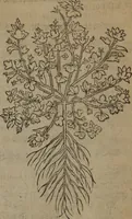 Picture 65 of 801 from A nievve herball, or Historie of plantes : wherein is contayned the whole discourse and perfect description of all sortes of herbes and plantes : their divers & sundry kindes ... and that not onely of those whiche are here growyng in this our countrie of Englande, but of all others also of forrayne realmes commonly used in physicke ; first set foorth in the Doutche or Almaigne tongue (1578), leaf 79