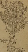 An illustration from A nievve herball, or Historie of plantes : wherein is contayned the whole discourse and perfect description of all sortes of herbes and plantes : their divers & sundry kindes ... and that not onely of those whiche are here growyng in this our countrie of Englande, but of all others also of forrayne realmes commonly used in physicke ; first set foorth in the Doutche or Almaigne tongue (1578)