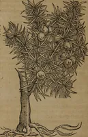 An illustration from A nievve herball, or Historie of plantes : wherein is contayned the whole discourse and perfect description of all sortes of herbes and plantes : their divers & sundry kindes ... and that not onely of those whiche are here growyng in this our countrie of Englande, but of all others also of forrayne realmes commonly used in physicke ; first set foorth in the Doutche or Almaigne tongue (1578)