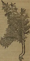 An illustration from A nievve herball, or Historie of plantes : wherein is contayned the whole discourse and perfect description of all sortes of herbes and plantes : their divers & sundry kindes ... and that not onely of those whiche are here growyng in this our countrie of Englande, but of all others also of forrayne realmes commonly used in physicke ; first set foorth in the Doutche or Almaigne tongue (1578)