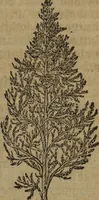 An illustration from A nievve herball, or Historie of plantes : wherein is contayned the whole discourse and perfect description of all sortes of herbes and plantes : their divers & sundry kindes ... and that not onely of those whiche are here growyng in this our countrie of Englande, but of all others also of forrayne realmes commonly used in physicke ; first set foorth in the Doutche or Almaigne tongue (1578)