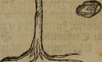 An illustration from A nievve herball, or Historie of plantes : wherein is contayned the whole discourse and perfect description of all sortes of herbes and plantes : their divers & sundry kindes ... and that not onely of those whiche are here growyng in this our countrie of Englande, but of all others also of forrayne realmes commonly used in physicke ; first set foorth in the Doutche or Almaigne tongue (1578)