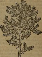 An illustration from A nievve herball, or Historie of plantes : wherein is contayned the whole discourse and perfect description of all sortes of herbes and plantes : their divers & sundry kindes ... and that not onely of those whiche are here growyng in this our countrie of Englande, but of all others also of forrayne realmes commonly used in physicke ; first set foorth in the Doutche or Almaigne tongue (1578)