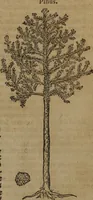 An illustration from A nievve herball, or Historie of plantes : wherein is contayned the whole discourse and perfect description of all sortes of herbes and plantes : their divers & sundry kindes ... and that not onely of those whiche are here growyng in this our countrie of Englande, but of all others also of forrayne realmes commonly used in physicke ; first set foorth in the Doutche or Almaigne tongue (1578)