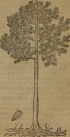 An illustration from A nievve herball, or Historie of plantes : wherein is contayned the whole discourse and perfect description of all sortes of herbes and plantes : their divers & sundry kindes ... and that not onely of those whiche are here growyng in this our countrie of Englande, but of all others also of forrayne realmes commonly used in physicke ; first set foorth in the Doutche or Almaigne tongue (1578)
