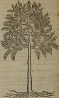 An illustration from A nievve herball, or Historie of plantes : wherein is contayned the whole discourse and perfect description of all sortes of herbes and plantes : their divers & sundry kindes ... and that not onely of those whiche are here growyng in this our countrie of Englande, but of all others also of forrayne realmes commonly used in physicke ; first set foorth in the Doutche or Almaigne tongue (1578)