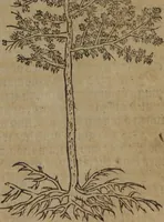 An illustration from A nievve herball, or Historie of plantes : wherein is contayned the whole discourse and perfect description of all sortes of herbes and plantes : their divers & sundry kindes ... and that not onely of those whiche are here growyng in this our countrie of Englande, but of all others also of forrayne realmes commonly used in physicke ; first set foorth in the Doutche or Almaigne tongue (1578)