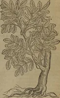 An illustration from A nievve herball, or Historie of plantes : wherein is contayned the whole discourse and perfect description of all sortes of herbes and plantes : their divers & sundry kindes ... and that not onely of those whiche are here growyng in this our countrie of Englande, but of all others also of forrayne realmes commonly used in physicke ; first set foorth in the Doutche or Almaigne tongue (1578)