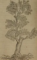 An illustration from A nievve herball, or Historie of plantes : wherein is contayned the whole discourse and perfect description of all sortes of herbes and plantes : their divers & sundry kindes ... and that not onely of those whiche are here growyng in this our countrie of Englande, but of all others also of forrayne realmes commonly used in physicke ; first set foorth in the Doutche or Almaigne tongue (1578)