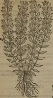 Picture 66 of 801 from A nievve herball, or Historie of plantes : wherein is contayned the whole discourse and perfect description of all sortes of herbes and plantes : their divers & sundry kindes ... and that not onely of those whiche are here growyng in this our countrie of Englande, but of all others also of forrayne realmes commonly used in physicke ; first set foorth in the Doutche or Almaigne tongue (1578), leaf 81