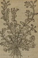Picture 67 of 801 from A nievve herball, or Historie of plantes : wherein is contayned the whole discourse and perfect description of all sortes of herbes and plantes : their divers & sundry kindes ... and that not onely of those whiche are here growyng in this our countrie of Englande, but of all others also of forrayne realmes commonly used in physicke ; first set foorth in the Doutche or Almaigne tongue (1578), leaf 81