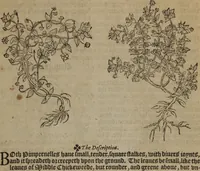 Picture 68 of 801 from A nievve herball, or Historie of plantes : wherein is contayned the whole discourse and perfect description of all sortes of herbes and plantes : their divers & sundry kindes ... and that not onely of those whiche are here growyng in this our countrie of Englande, but of all others also of forrayne realmes commonly used in physicke ; first set foorth in the Doutche or Almaigne tongue (1578), leaf 82