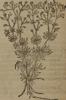 Picture 69 of 801 from A nievve herball, or Historie of plantes : wherein is contayned the whole discourse and perfect description of all sortes of herbes and plantes : their divers & sundry kindes ... and that not onely of those whiche are here growyng in this our countrie of Englande, but of all others also of forrayne realmes commonly used in physicke ; first set foorth in the Doutche or Almaigne tongue (1578), leaf 83