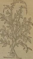 Picture 70 of 801 from A nievve herball, or Historie of plantes : wherein is contayned the whole discourse and perfect description of all sortes of herbes and plantes : their divers & sundry kindes ... and that not onely of those whiche are here growyng in this our countrie of Englande, but of all others also of forrayne realmes commonly used in physicke ; first set foorth in the Doutche or Almaigne tongue (1578), leaf 84