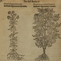 Picture 71 of 801 from A nievve herball, or Historie of plantes : wherein is contayned the whole discourse and perfect description of all sortes of herbes and plantes : their divers & sundry kindes ... and that not onely of those whiche are here growyng in this our countrie of Englande, but of all others also of forrayne realmes commonly used in physicke ; first set foorth in the Doutche or Almaigne tongue (1578), leaf 85