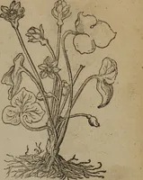 Picture 72 of 801 from A nievve herball, or Historie of plantes : wherein is contayned the whole discourse and perfect description of all sortes of herbes and plantes : their divers & sundry kindes ... and that not onely of those whiche are here growyng in this our countrie of Englande, but of all others also of forrayne realmes commonly used in physicke ; first set foorth in the Doutche or Almaigne tongue (1578), leaf 86