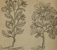 Picture 73 of 801 from A nievve herball, or Historie of plantes : wherein is contayned the whole discourse and perfect description of all sortes of herbes and plantes : their divers & sundry kindes ... and that not onely of those whiche are here growyng in this our countrie of Englande, but of all others also of forrayne realmes commonly used in physicke ; first set foorth in the Doutche or Almaigne tongue (1578), leaf 87