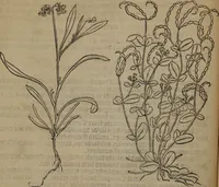 Picture 74 of 801 from A nievve herball, or Historie of plantes : wherein is contayned the whole discourse and perfect description of all sortes of herbes and plantes : their divers & sundry kindes ... and that not onely of those whiche are here growyng in this our countrie of Englande, but of all others also of forrayne realmes commonly used in physicke ; first set foorth in the Doutche or Almaigne tongue (1578), leaf 89