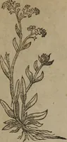 Picture 75 of 801 from A nievve herball, or Historie of plantes : wherein is contayned the whole discourse and perfect description of all sortes of herbes and plantes : their divers & sundry kindes ... and that not onely of those whiche are here growyng in this our countrie of Englande, but of all others also of forrayne realmes commonly used in physicke ; first set foorth in the Doutche or Almaigne tongue (1578), leaf 90