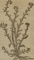 Picture 76 of 801 from A nievve herball, or Historie of plantes : wherein is contayned the whole discourse and perfect description of all sortes of herbes and plantes : their divers & sundry kindes ... and that not onely of those whiche are here growyng in this our countrie of Englande, but of all others also of forrayne realmes commonly used in physicke ; first set foorth in the Doutche or Almaigne tongue (1578), leaf 90
