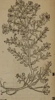 Picture 77 of 801 from A nievve herball, or Historie of plantes : wherein is contayned the whole discourse and perfect description of all sortes of herbes and plantes : their divers & sundry kindes ... and that not onely of those whiche are here growyng in this our countrie of Englande, but of all others also of forrayne realmes commonly used in physicke ; first set foorth in the Doutche or Almaigne tongue (1578), leaf 91